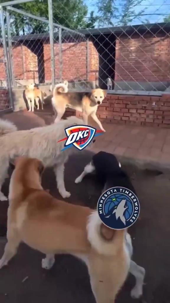 太有活了！美媒惡搞：狗王雷霆嚇退掘金灰熊，把森林狼按地上